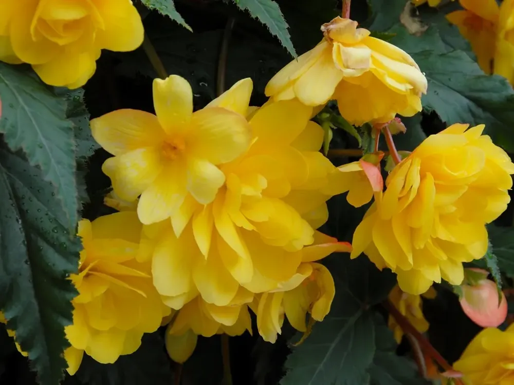 Hangbegonia (Begonia Pendula Cascade) geel - Beperkte voorraad