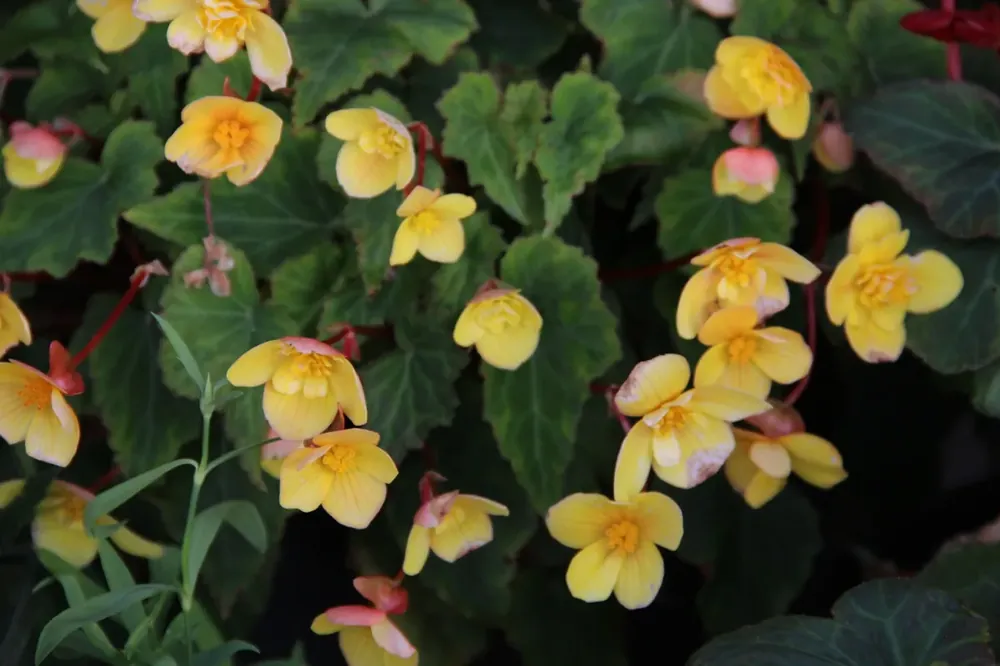 Begonia kopen? Begonia multiflora ‘Frau Hélène Harms‘ altijd voordelig! | Direct beschikbaar