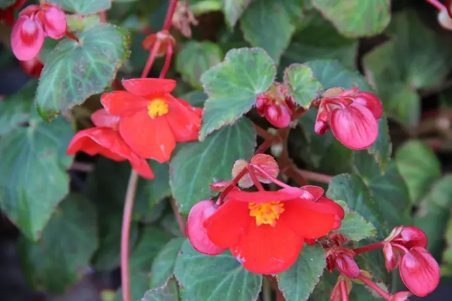Makkelijk bestellen | Begonia (Begonia multiflora ‘Flamboyant‘)