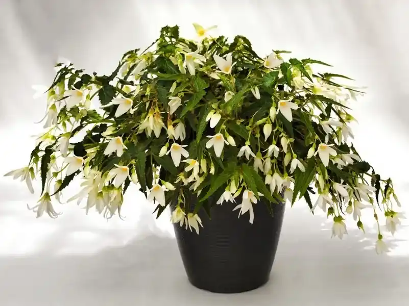 Topdeal - Begonia (Begonia Bertinii boliviensis ‘Santa Barbara‘_