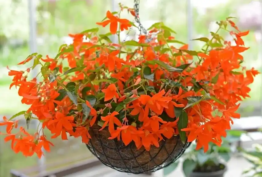 Favoriet van klanten - Begonia (Begonia bertinii)