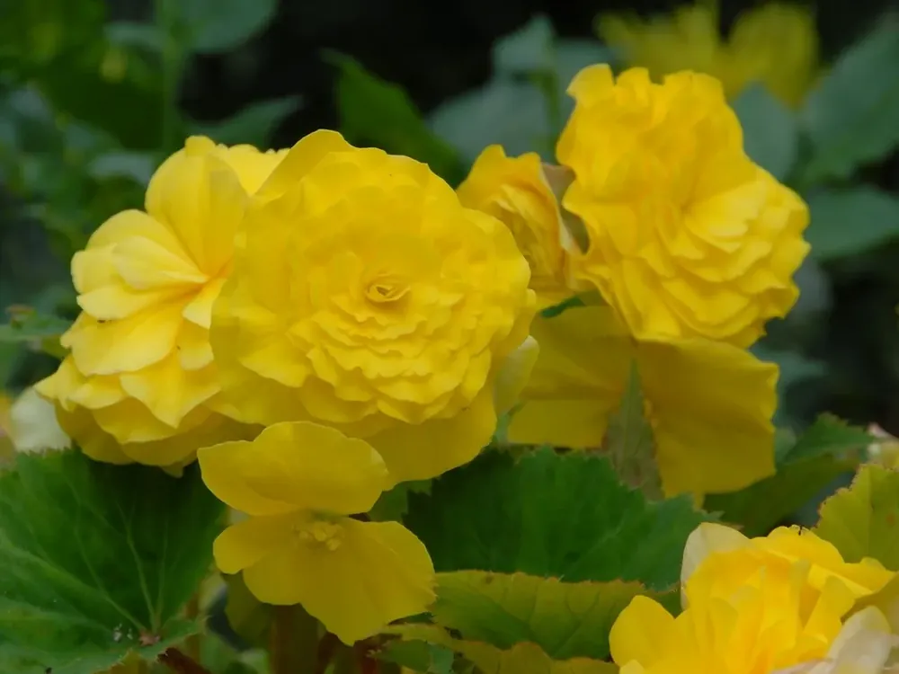 Dagdeal - Begonia dubbel grootbloemig (Begonia grandiflora) geel