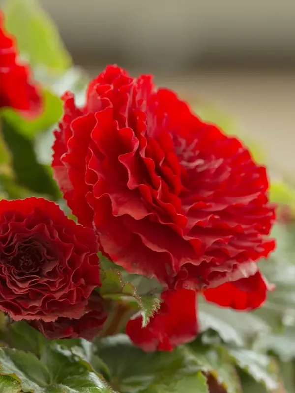 Begonia dubbel grootbloemig (Begonia grandiflora) rood - Pak je kans