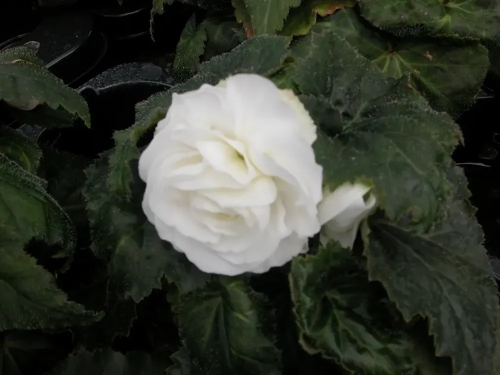 Veel voordeel - Begonia grootbloemig dubbel (Begonia grandiflora) wit