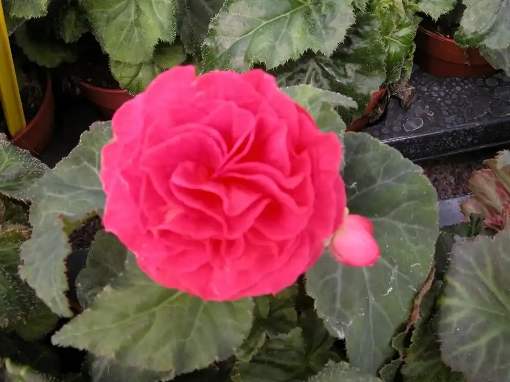 Koopje | Begonia dubbel grootbloemig (Begonia grandiflora) roze