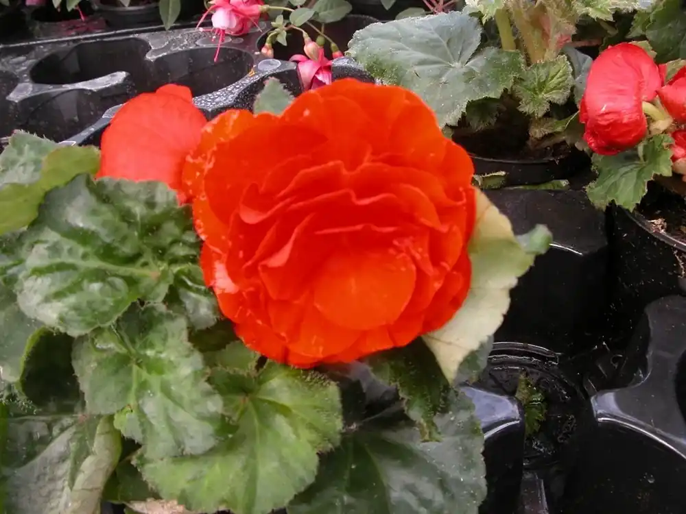 Net gelanceerd - Begonia dubbel grootbloemig (Begonia grandiflora) oranje