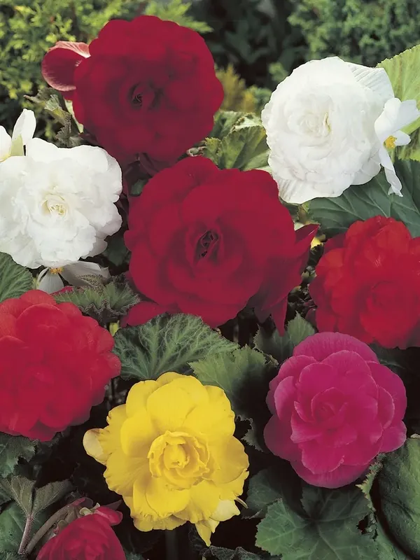 Begonia dubbel grootbloemig (Begonia grandiflora) mix | Trending