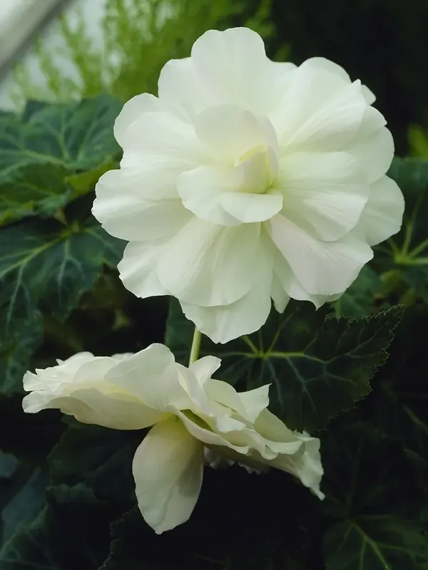 Veel gevraagd | Hangbegonia (Begonia Pendula Cascade) wit