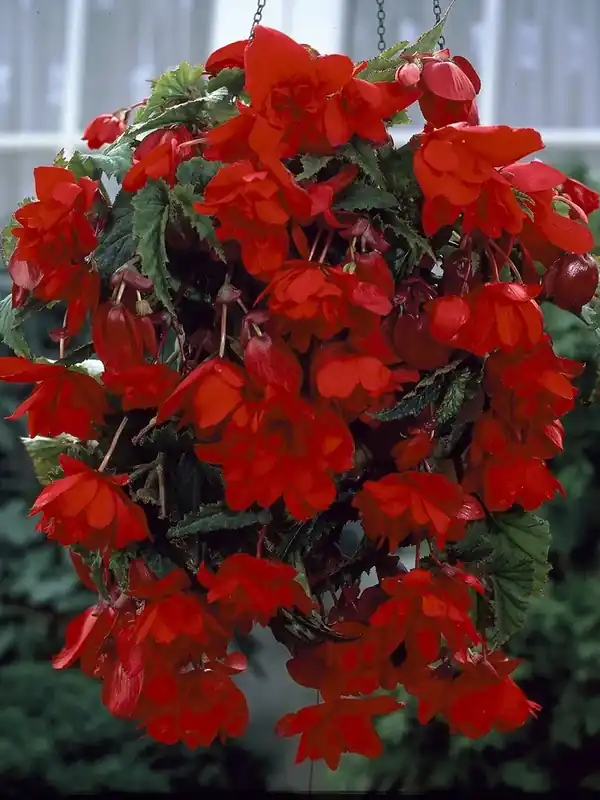 Scherp geprijsd | Hangbegonia (Begonia Pendula Cascade) rood