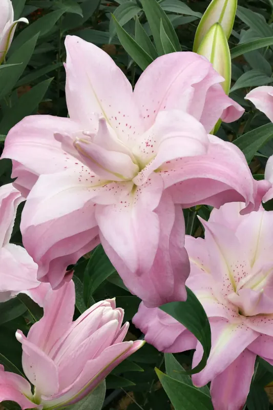Eenvoudig retourneren | Lelie (Lilium ‘Lotus Queen‘)