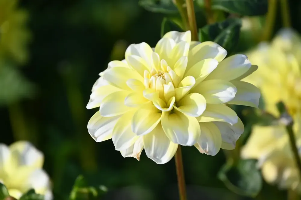 Dahlia (Dahlia ‘Yellow Perception‘) | Nog enkele stuks