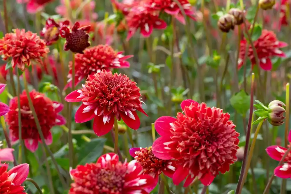 Dahlia (Dahlia ‘Speech‘) | Meest verkocht