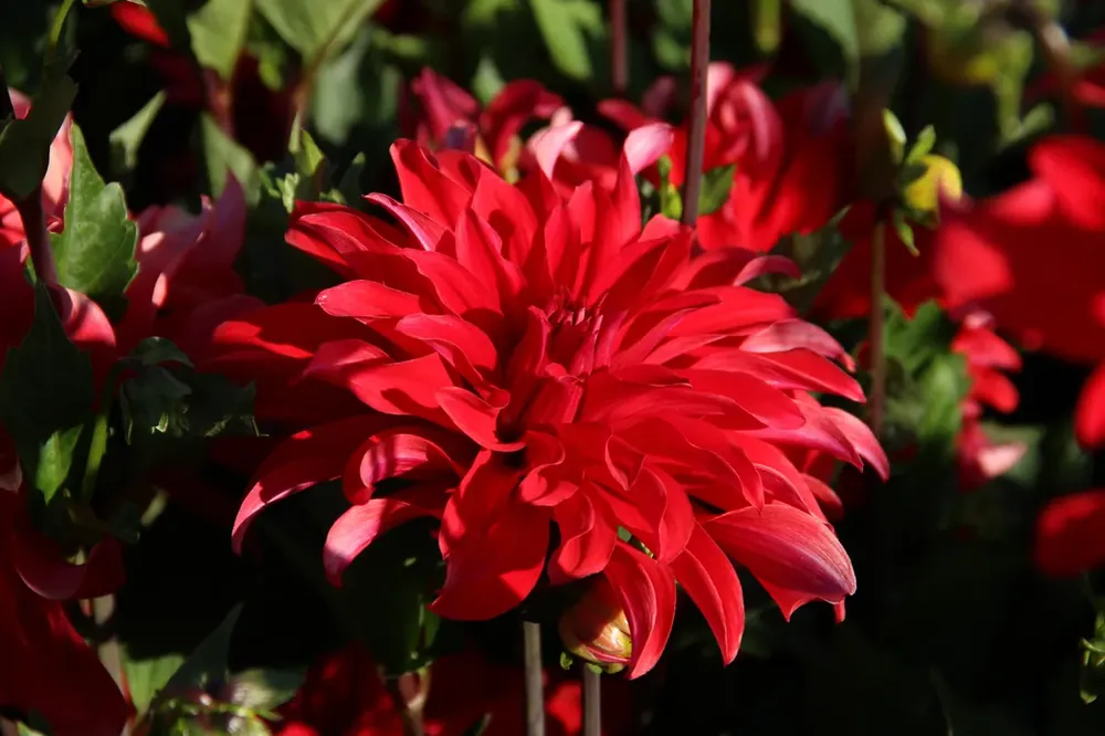 Dahlia (Dahlia ‘Red Labyrinth‘) | Fabrieksprijs