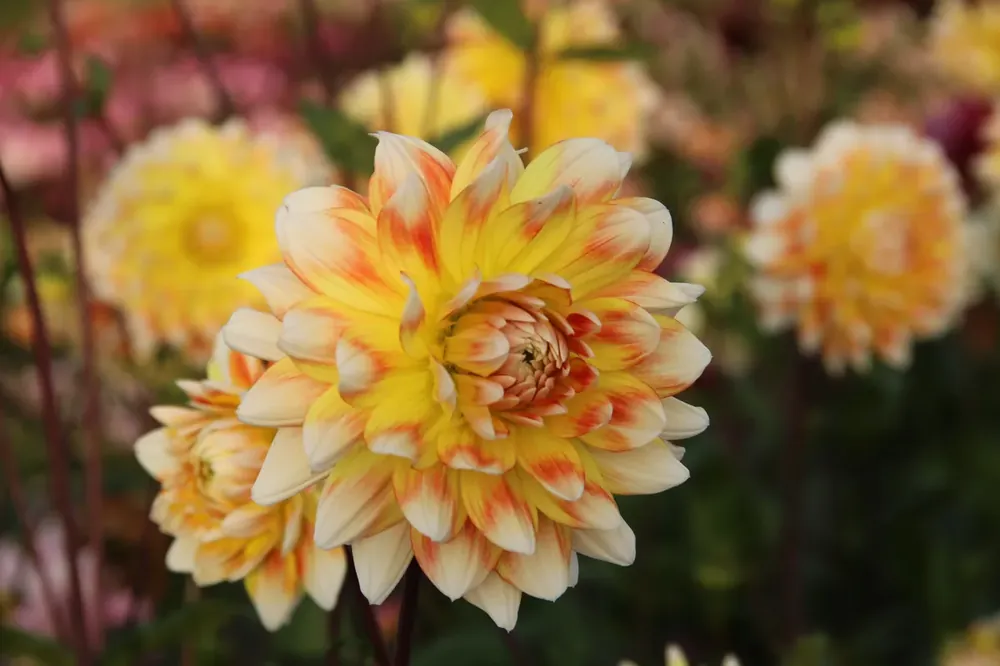 Bestel nu | Dahlia (Dahlia ‘Peaches and Cream‘ ®)