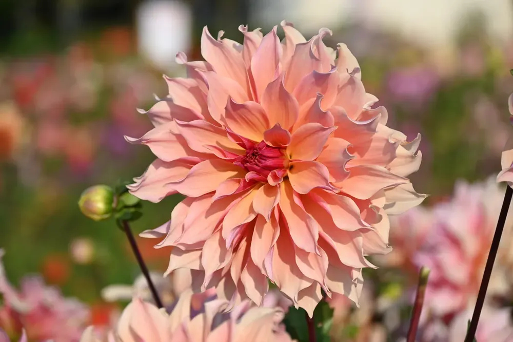 Dahlia (Dahlia ‘Labyrinth‘) - Korting