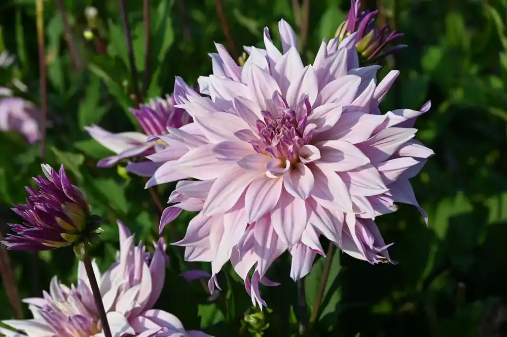 Speciale deal | Dahlia (Dahlia ‘Labyrinth Twotone‘)