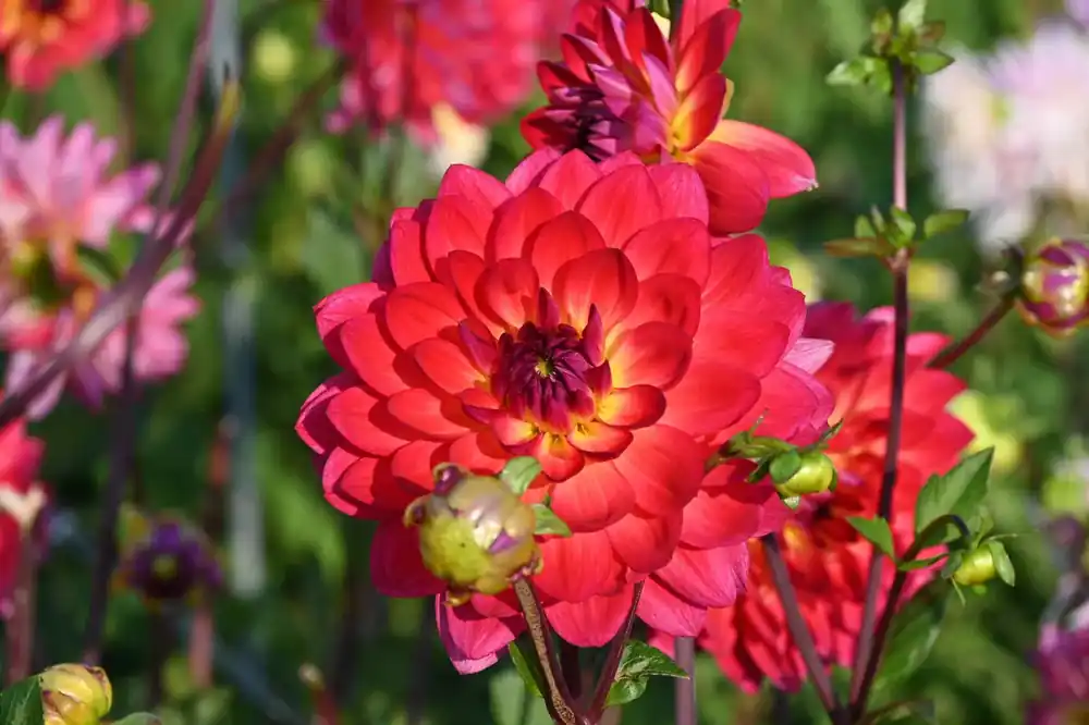 Dahlia (Dahlia ‘Kilburn Glow‘ ‘) - Verlaagde prijs
