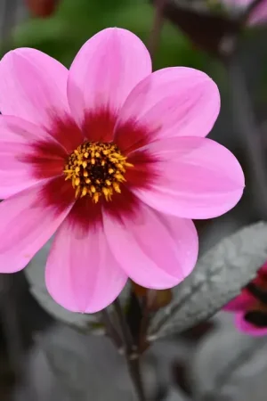 Actieprijs - Dahli (Dahlia ‘Happy Single Wink‘)