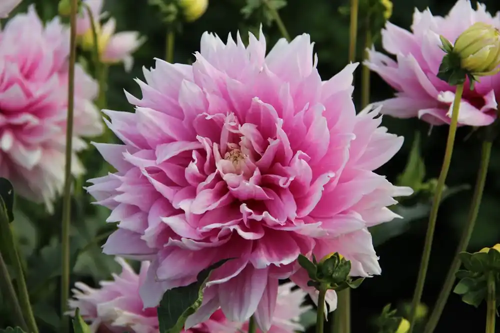 Slechts tijdelijk - Dahlia (Dahlia ‘Evanah‘)