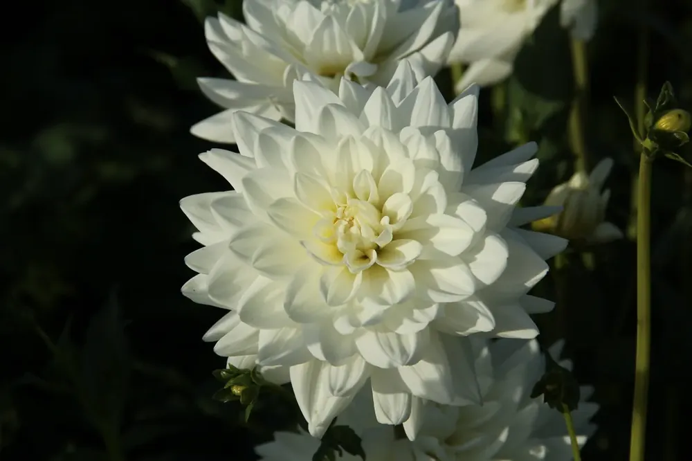 Gratis retourneren - Dahlia (Dahlia ‘Eternal Snow‘)