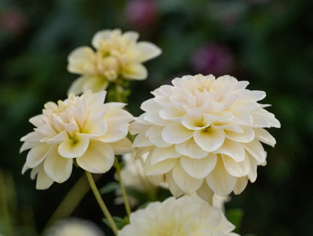 Dahlia (Dahlia ‘Caramel Antique‘) - Speciale aanbieding
