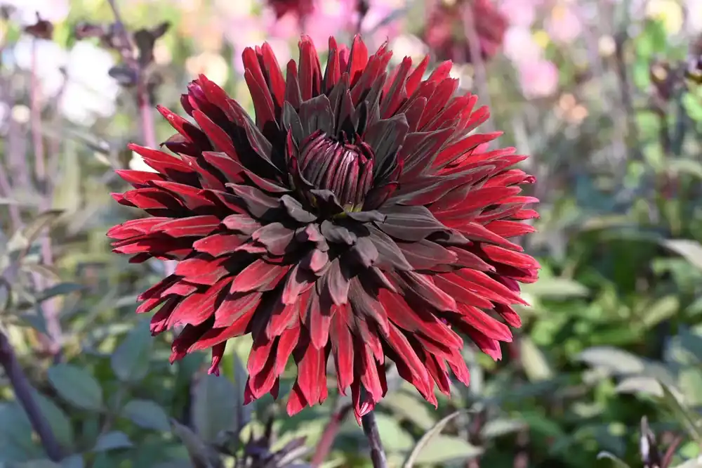 Dahlia (Dahlia ‘Black Jack‘) | Sale