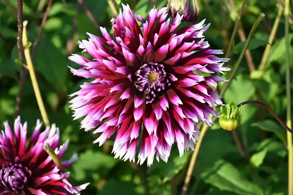 Prijsverlaging | Dahlia (Dahlia ‘Alauna Clair-Obscur‘)