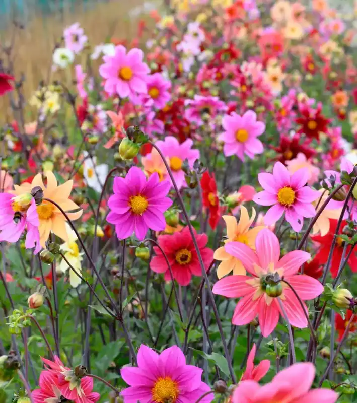 Dahlia (Dahlia ‘Bee Friendly Mix‘) - Superprijs