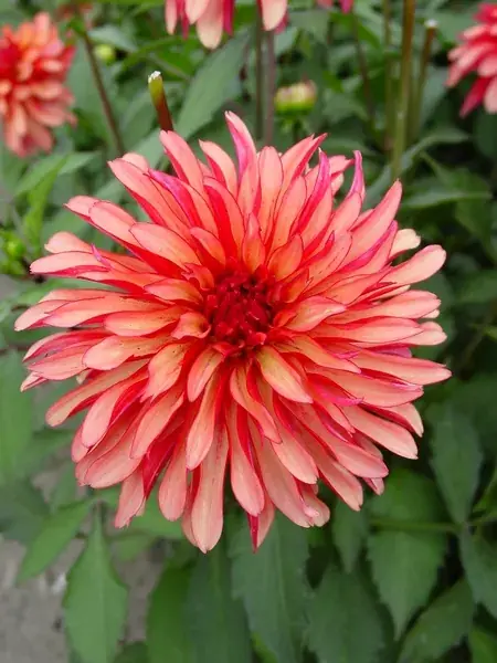 Dahlia (Dahlia ‘Gallery Art Deco‘) - Rechtstreeks van de fabrikant