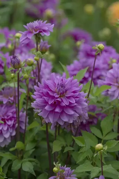 Dahlia (Dahlia ‘Bluetiful‘) | Veel voordeel