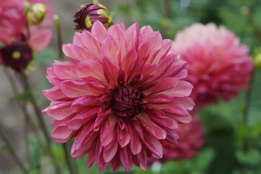 Dahlia (Dahlia ‘Bacardi‘) | Nog enkele stuks