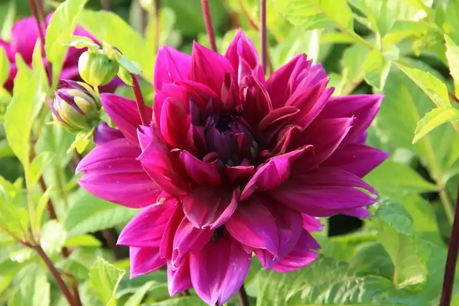 Snelle levering | Dahlia ‘Thomas A. Edison‘