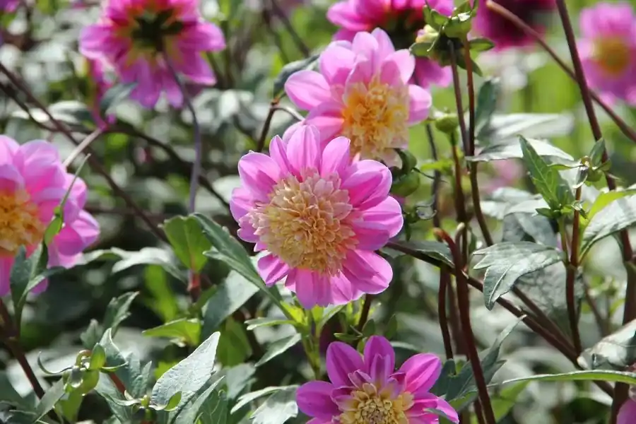 Uitverkoop - Dahlia ‘Take Off‘