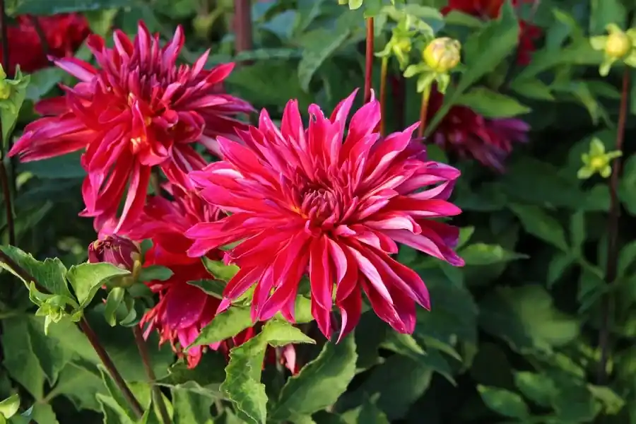 Topprijs - Dahlia ‘Selina‘
