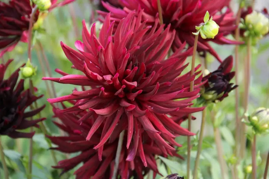 Dahlia ‘Nuit d‘Eté‘ - Superprijs