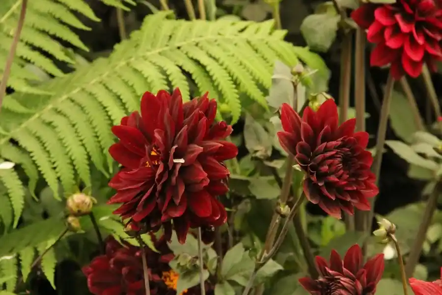 Dahlia ‘Karma Choc‘ - Hoog gewaardeerd