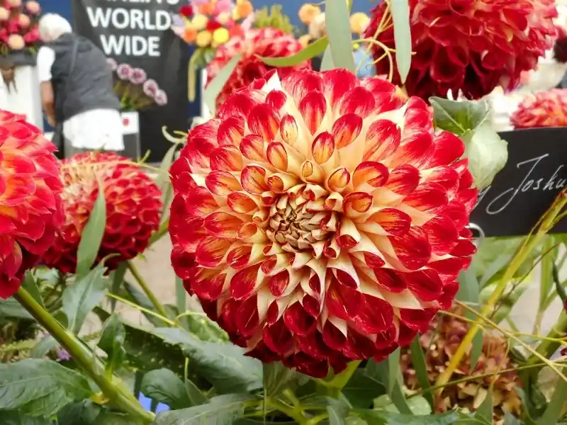 Dahlia ‘Jowey Joshua‘ | Meest verkocht