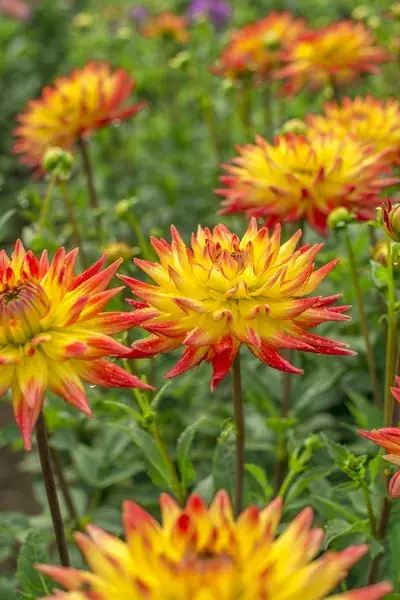 Dahlia ‘Bridge View Aloha‘ - Extra korting