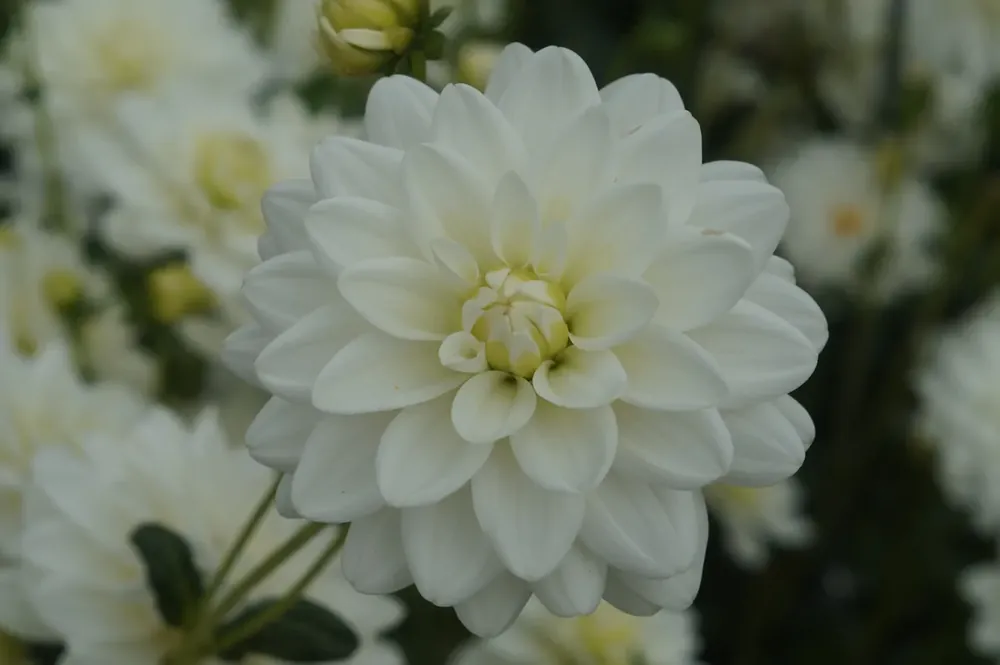 Dahlia kopen? Dahlia ‘Siberia‘ altijd voordelig! | Prijs verlaagd