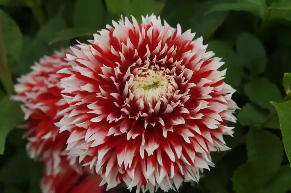 Extra voordeel - Dahlia kopen? Dahlia ‘Red and White Fubuki‘ altijd voordelig!