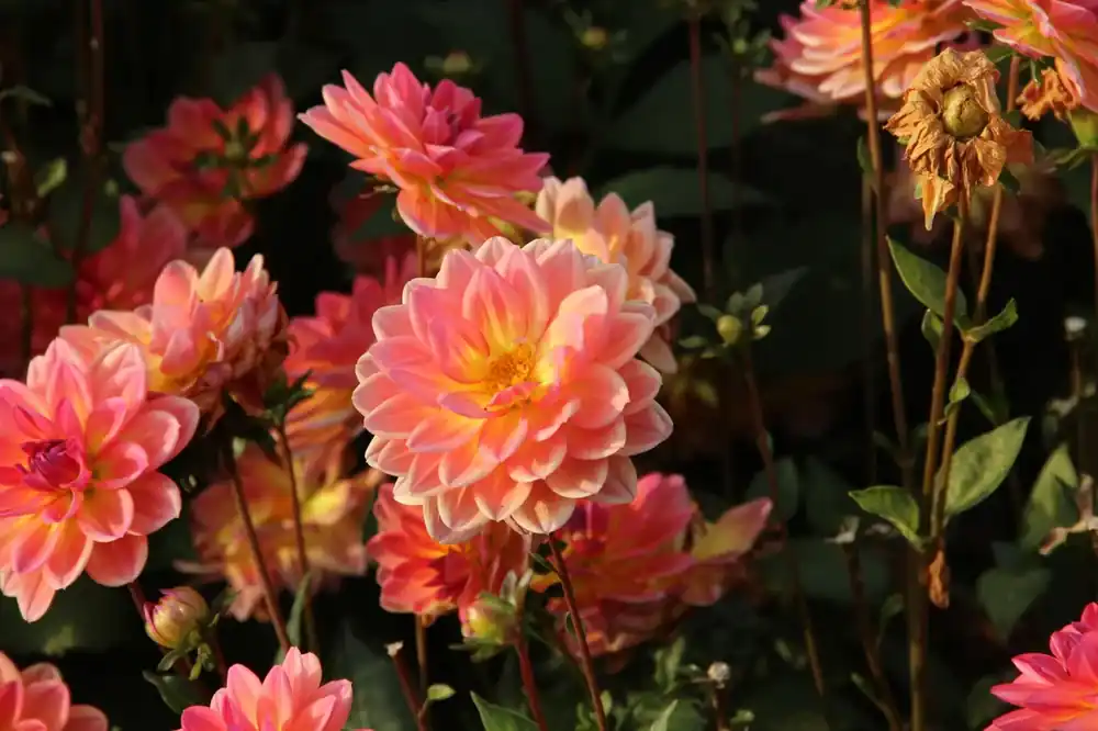 Scherpe prijs - Dahlia kopen? Dahlia ‘Pacific View‘ altijd voordelig!
