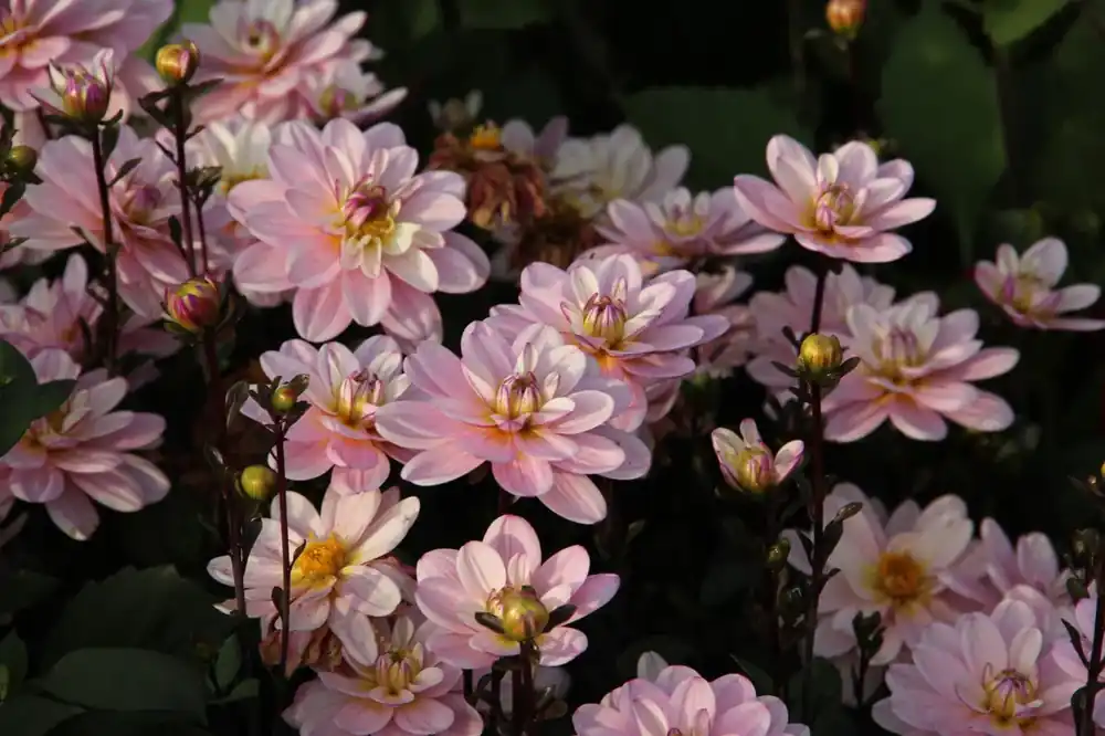 Nieuw binnengekomen - Dahlia kopen? Dahlia ‘Pacific Jewel‘ altijd voordelig!