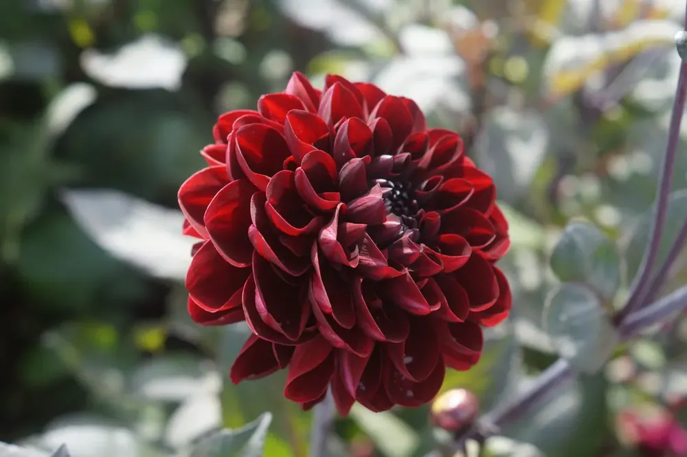 Prijsverlaging - Dahlia kopen? Dahlia ‘Manoa‘ altijd voordelig!