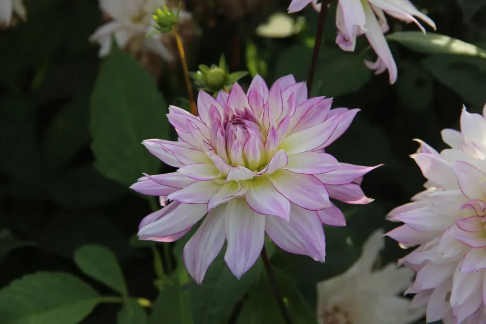 Dahlia kopen? Dahlia ‘Crazy Love‘ altijd voordelig! - Aanbieding