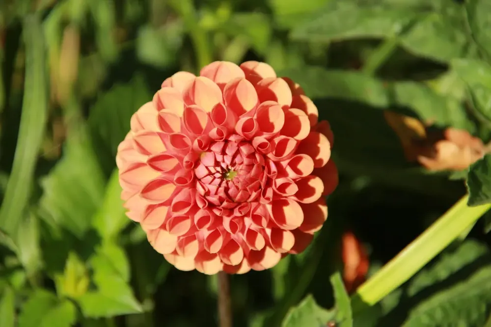 Wees er snel bij | Dahlia kopen? Dahlia ‘Cornel Brons‘ altijd voordelig!