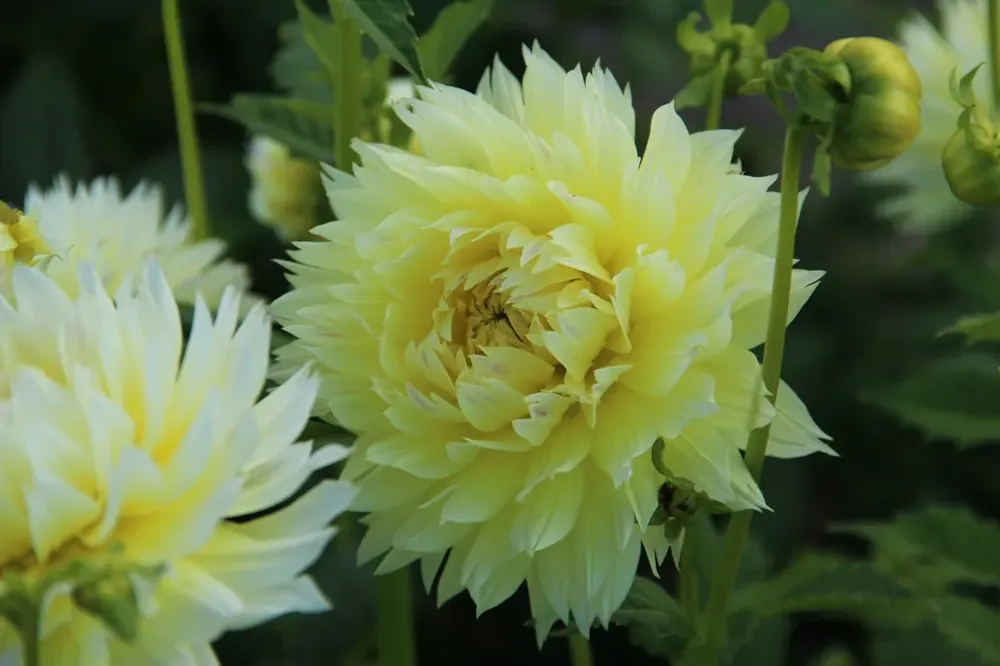 Dahlia kopen? Dahlia ‘Canary Fubuki‘ altijd voordelig! | Flitsaanbieding
