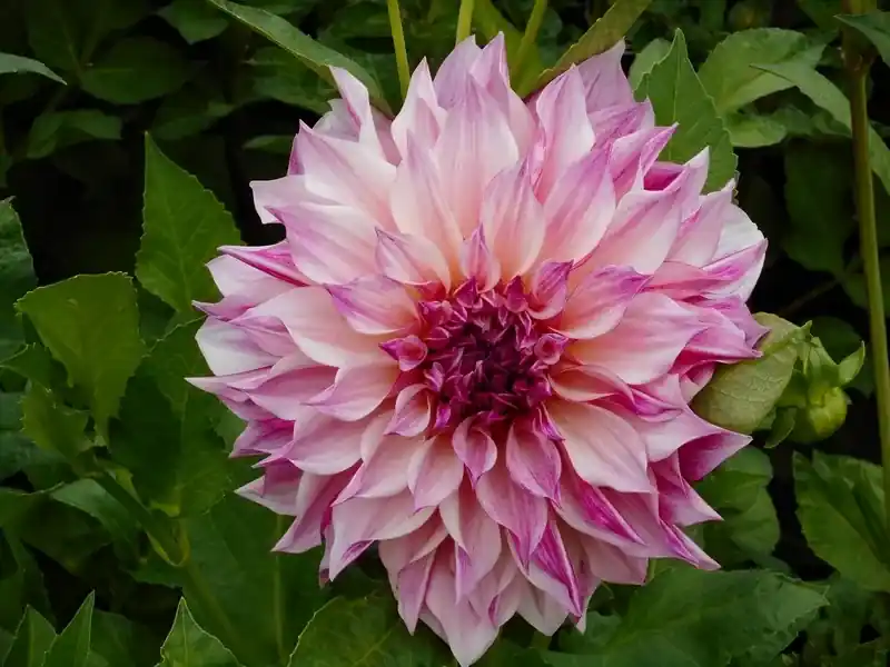 Premium | Dahlia (Dahlia ‘Café au Lait Royal‘)
