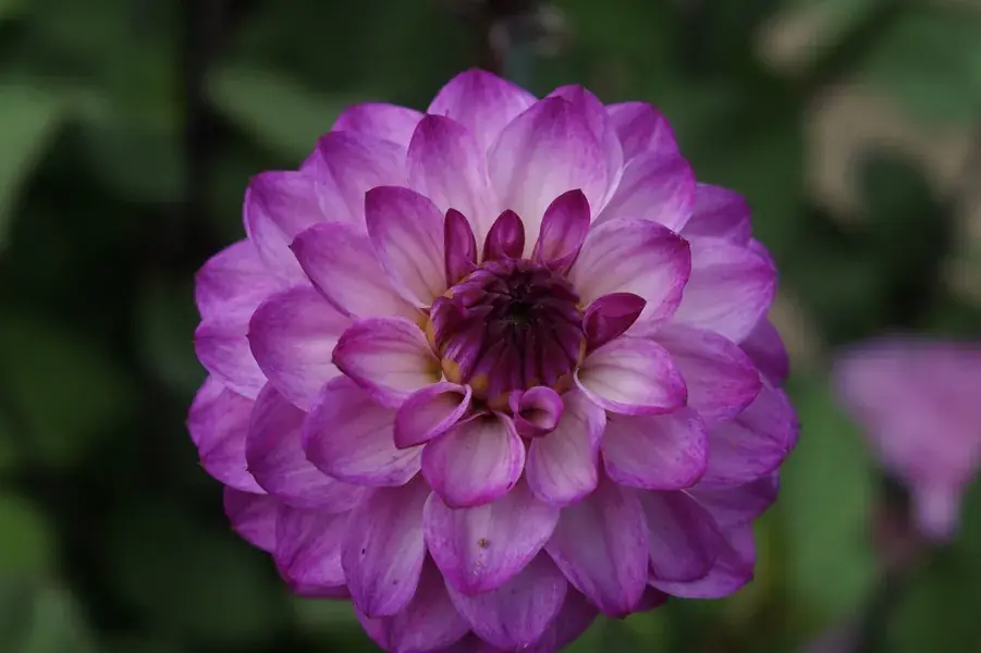 Dahlia (Dahlia ‘Senior‘s Purple‘) | Net toegevoegd