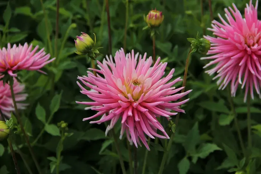 Dahlia (Dahlia ‘Park Princess‘) - Opruiming