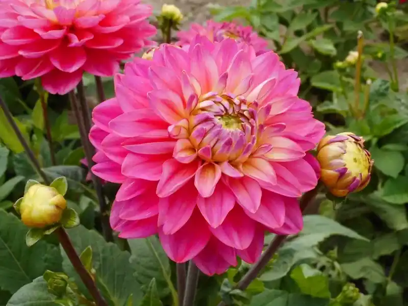 Dahlia (Dahlia ‘Melody Pink Allegro‘) | Dagdeal